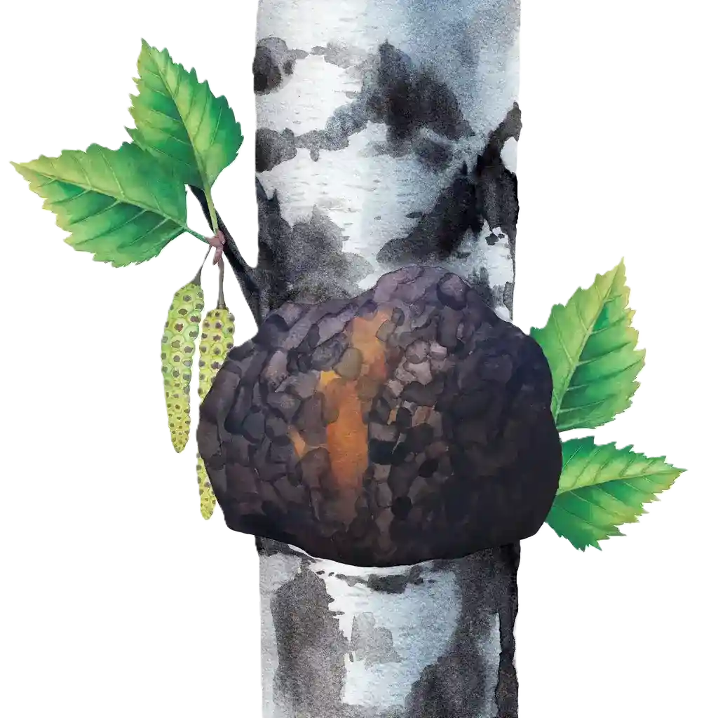 Home Aquarell-Illustration eines Chaga-Pilzes am Birkenstamm.