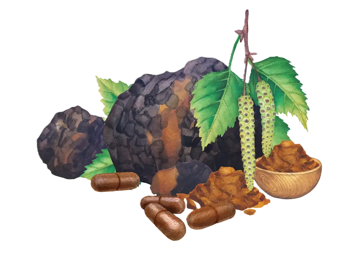 Home Aquarellzeichnung eines Chaga-Pilzes, verziert mit Birkenblättern, Kätzchen, Kapseln und Pulver.