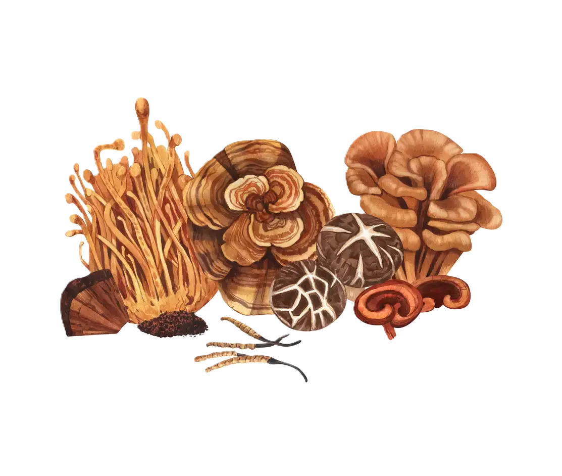 Home Aquarell-Set mit Heilpilzen, adaptogenen Pflanzen. Mykotherapie.