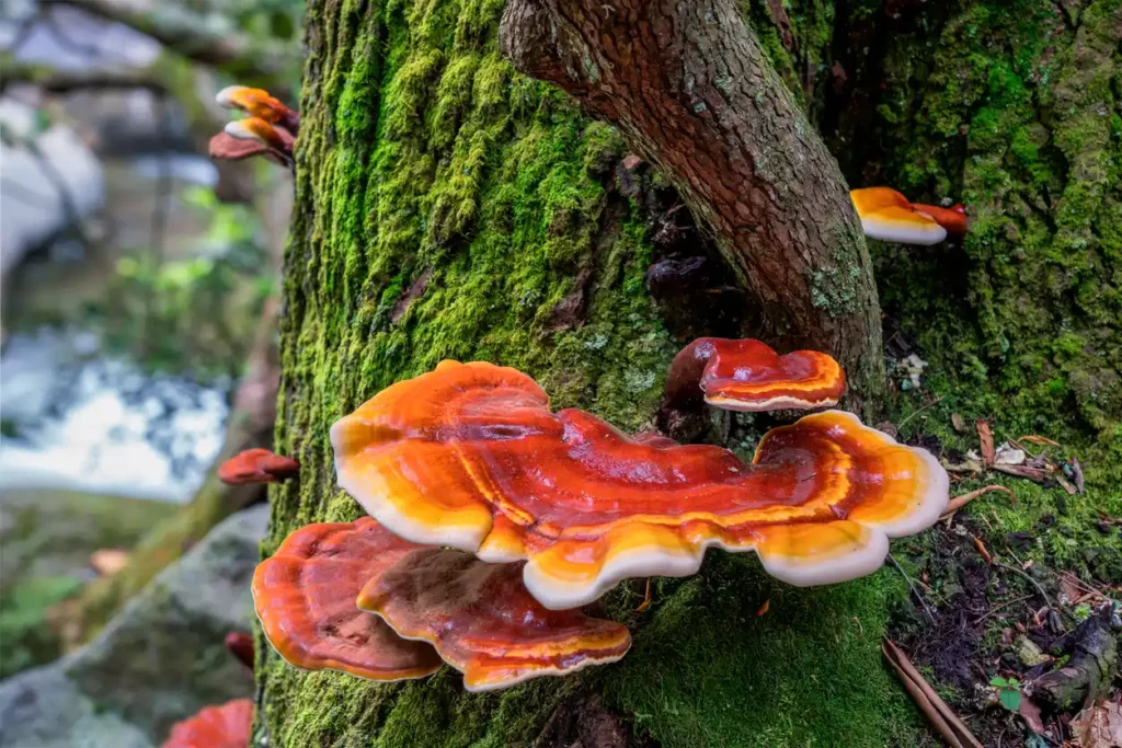 Reishi am Baum. Foto.