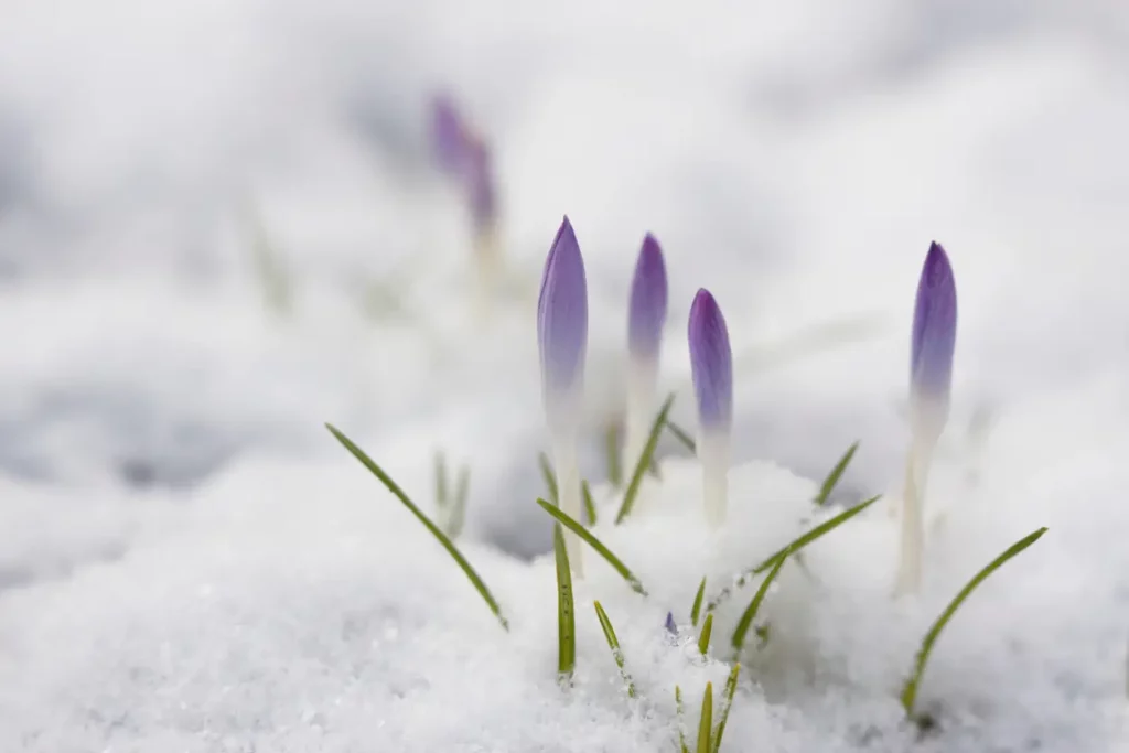 Frühlingserwachen. Krokus. Schnee.