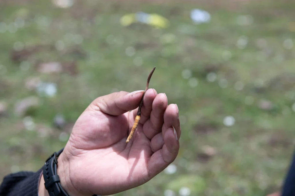 Cordyceps in der Hand. Raupenpilz aus Tibet. Natur.